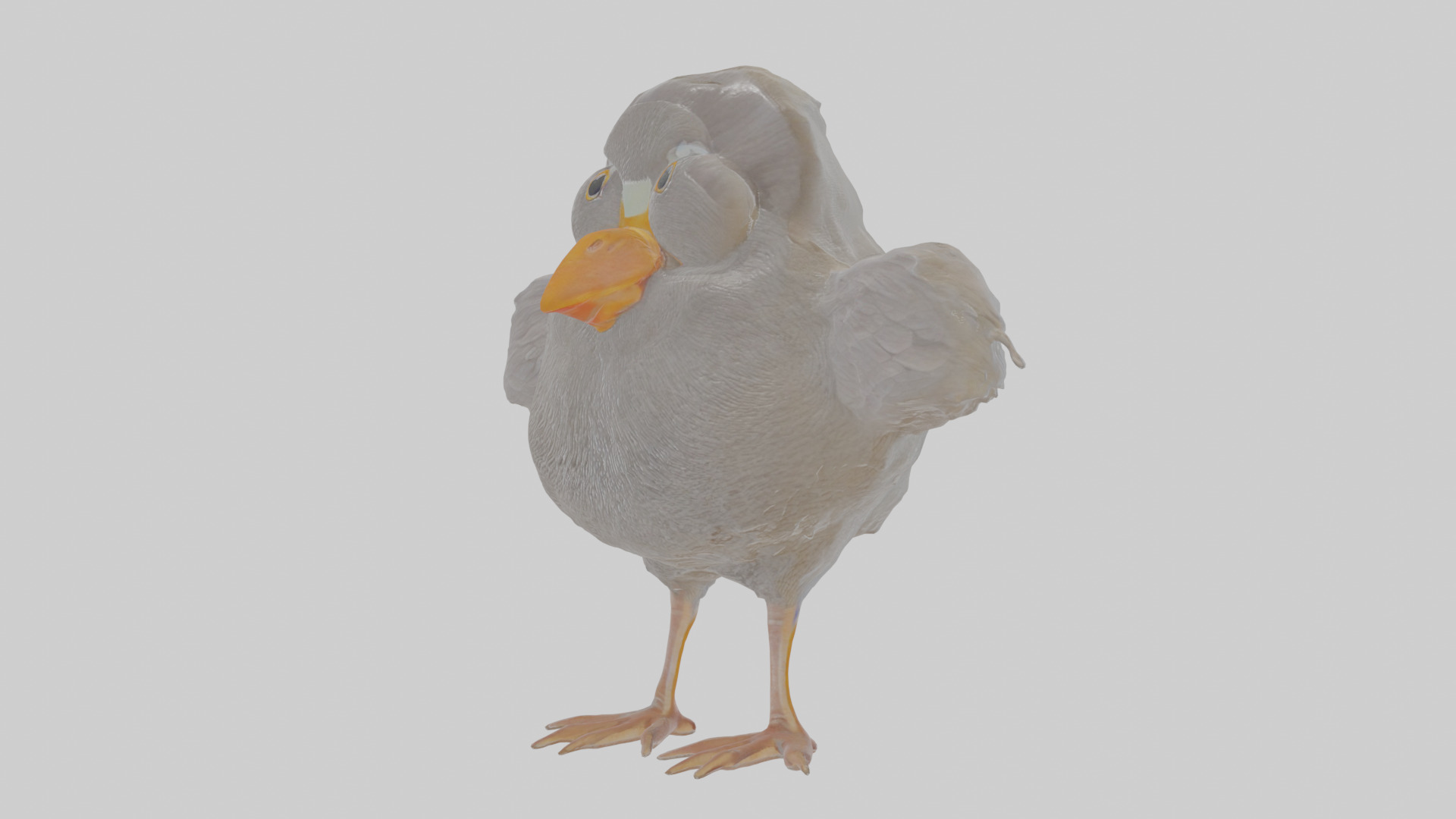 Cartoon Coot Low-poly 3D model_14