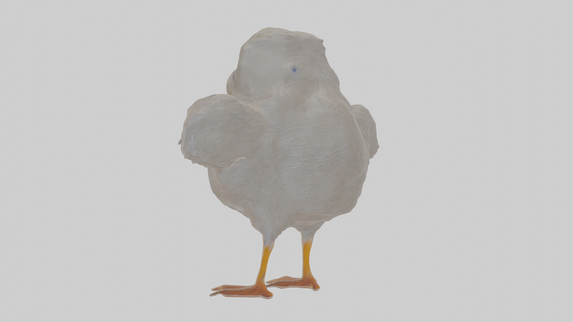 Cartoon Coot Low-poly 3D model_2