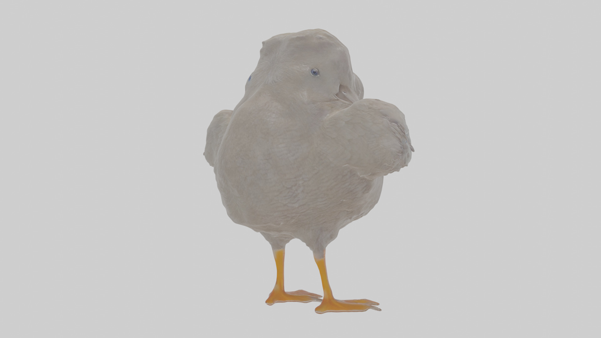Cartoon Coot Low-poly 3D model_3