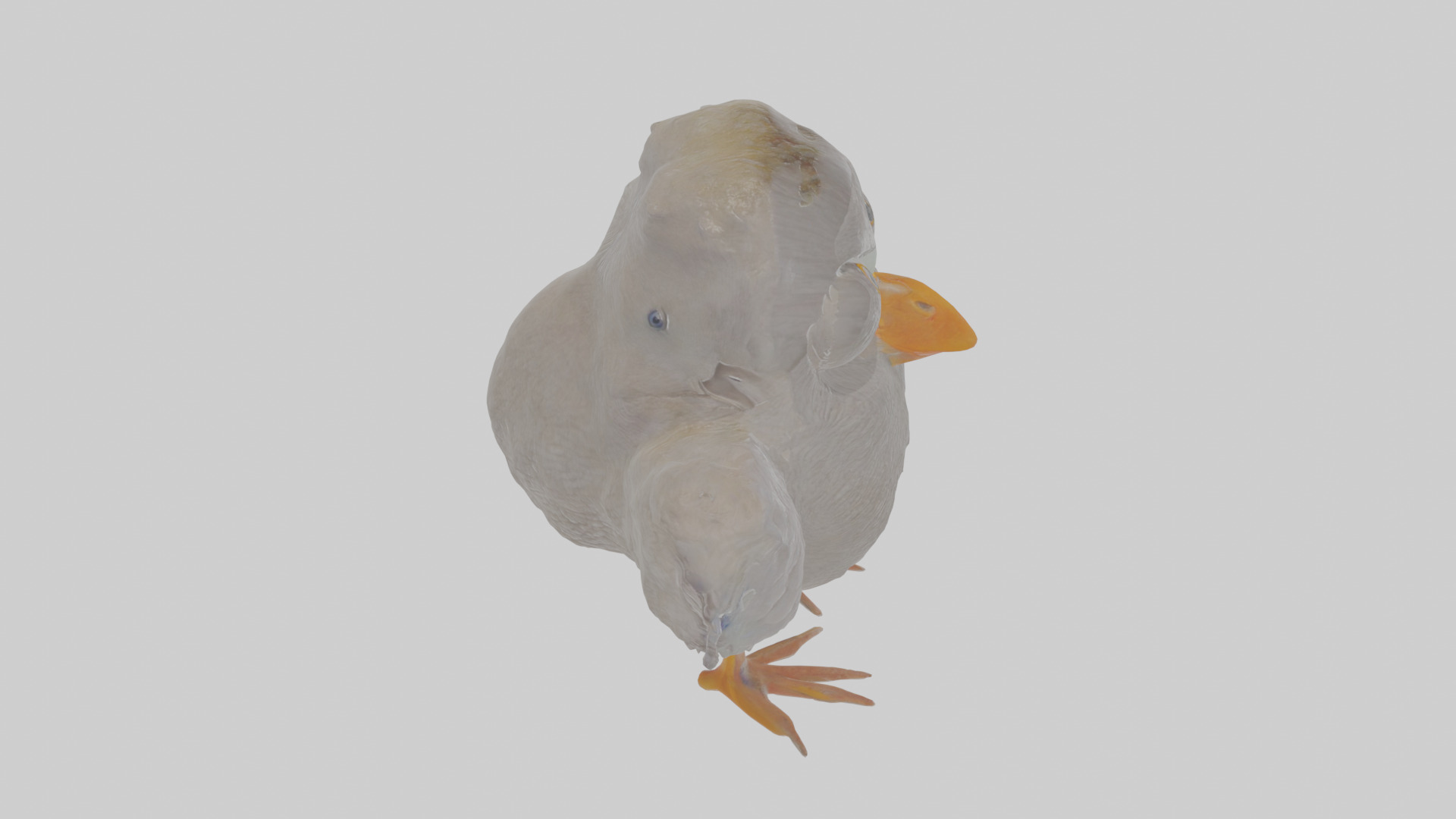 Cartoon Coot Low-poly 3D model_27
