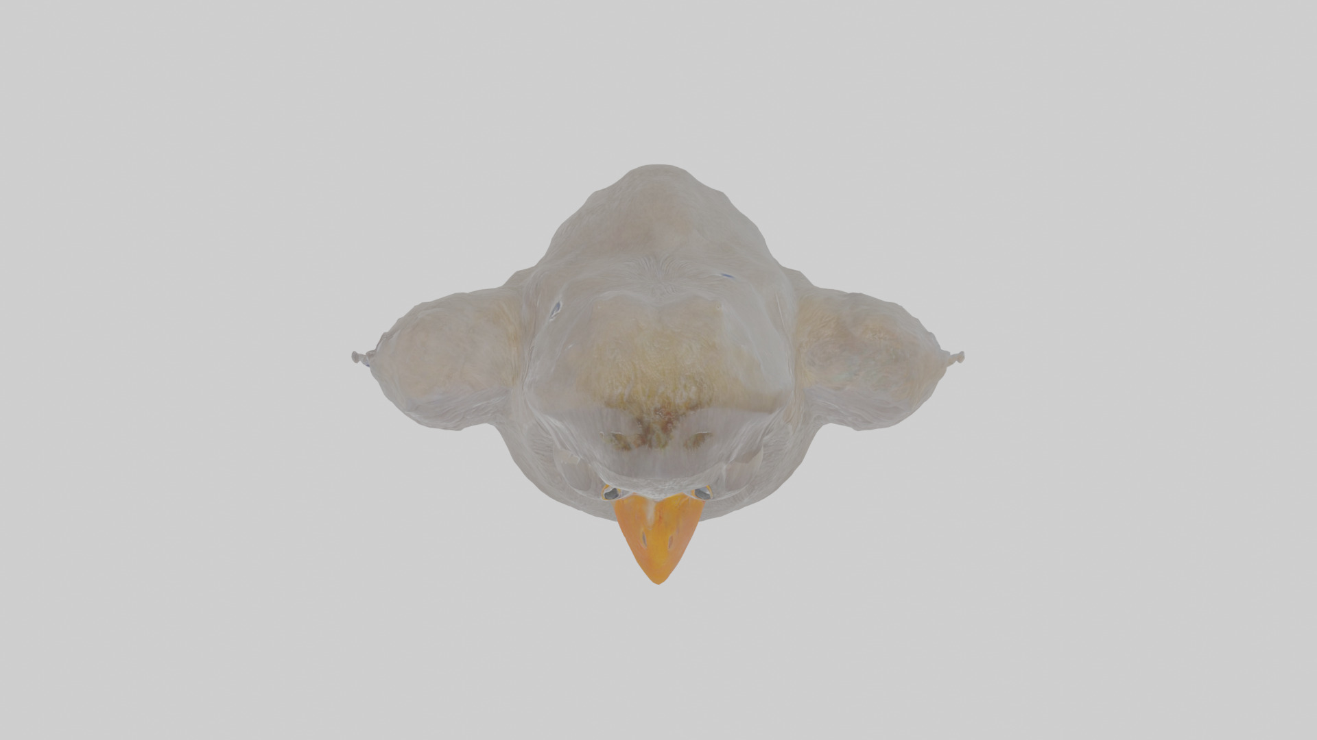 Cartoon Coot Low-poly 3D model_22