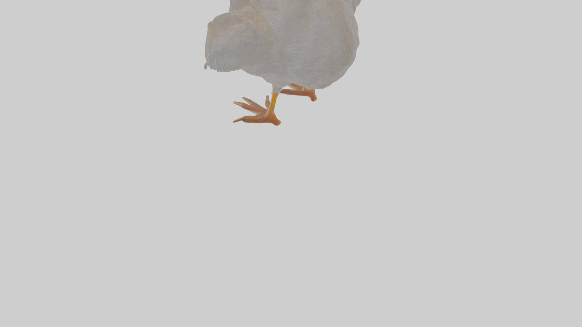 Cartoon Coot Low-poly 3D model_5