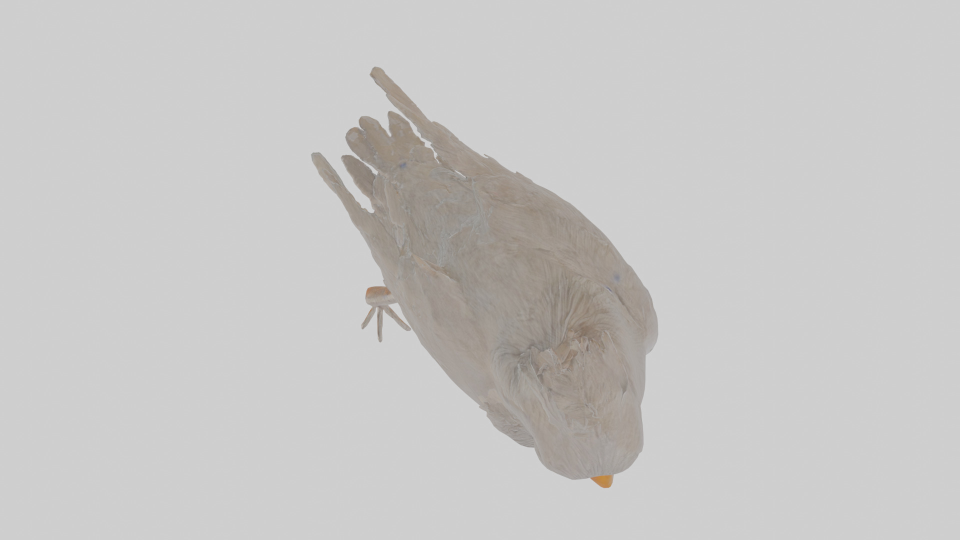 Cartoon Crow Low-poly 3D model_22