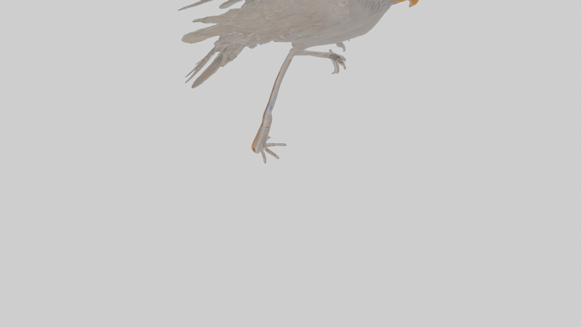 Cartoon Crow Low-poly 3D model_8