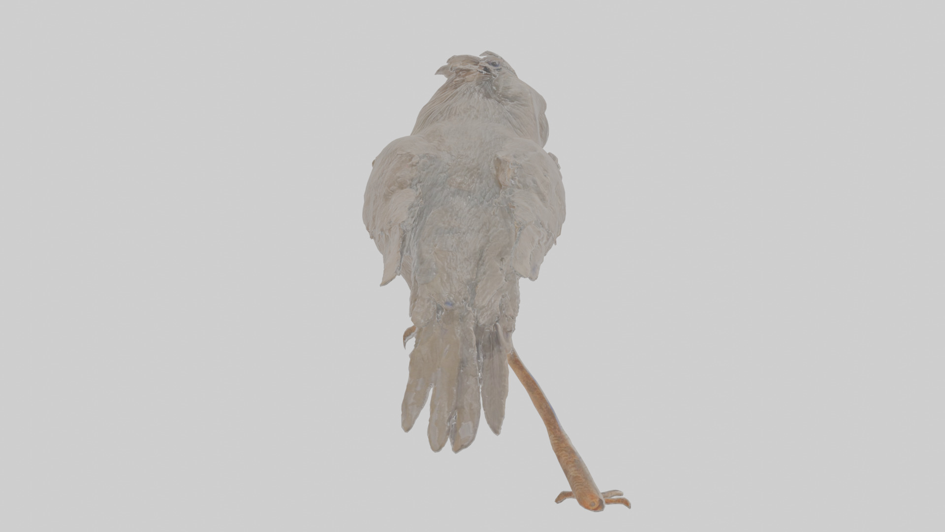 Cartoon Crow Low-poly 3D model_3