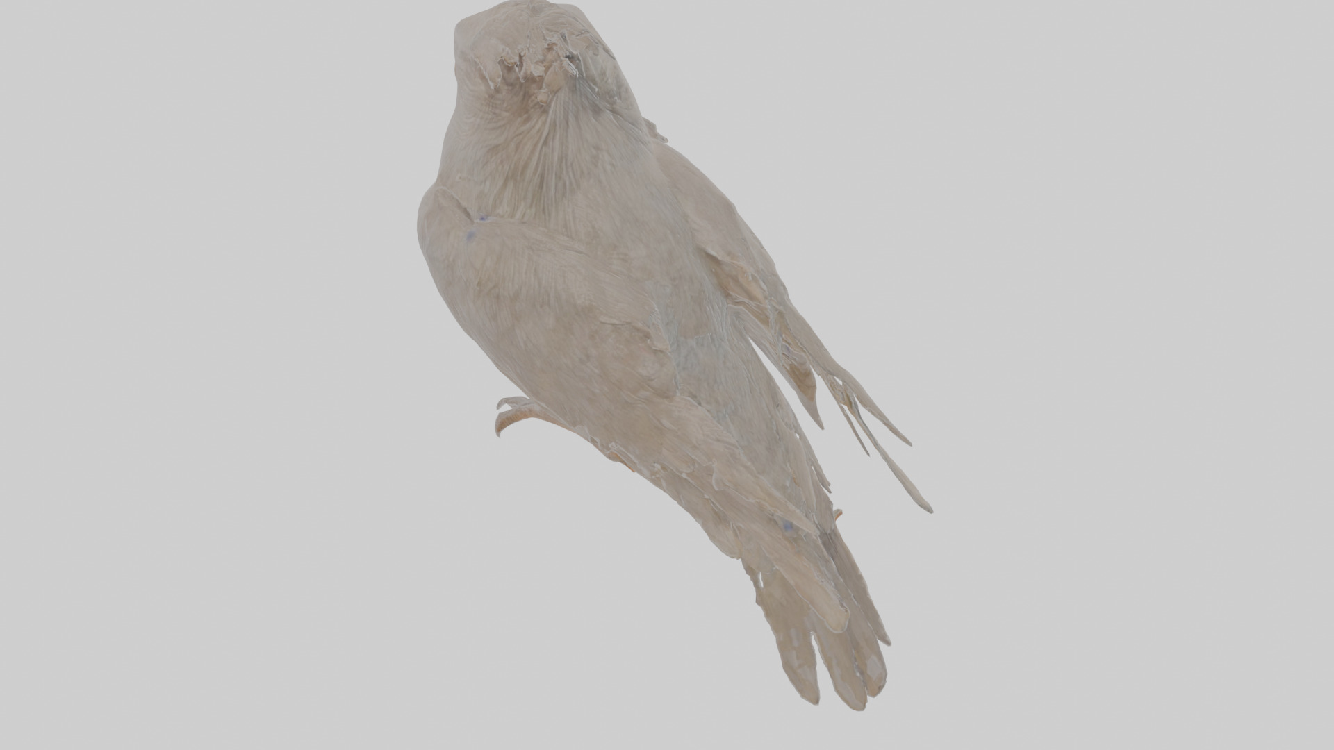 Cartoon Crow Low-poly 3D model_23