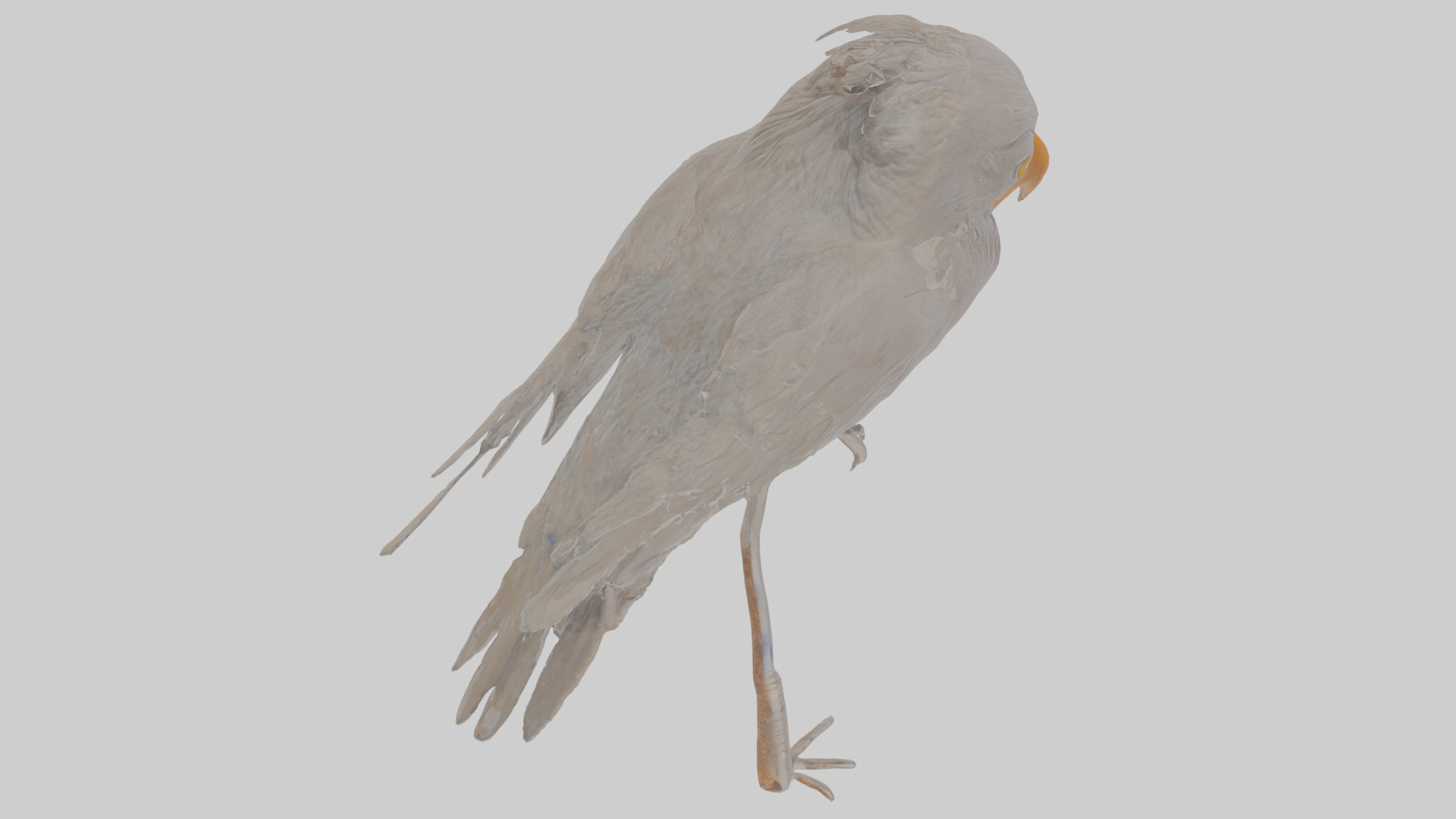 Cartoon Crow Low-poly 3D model_28