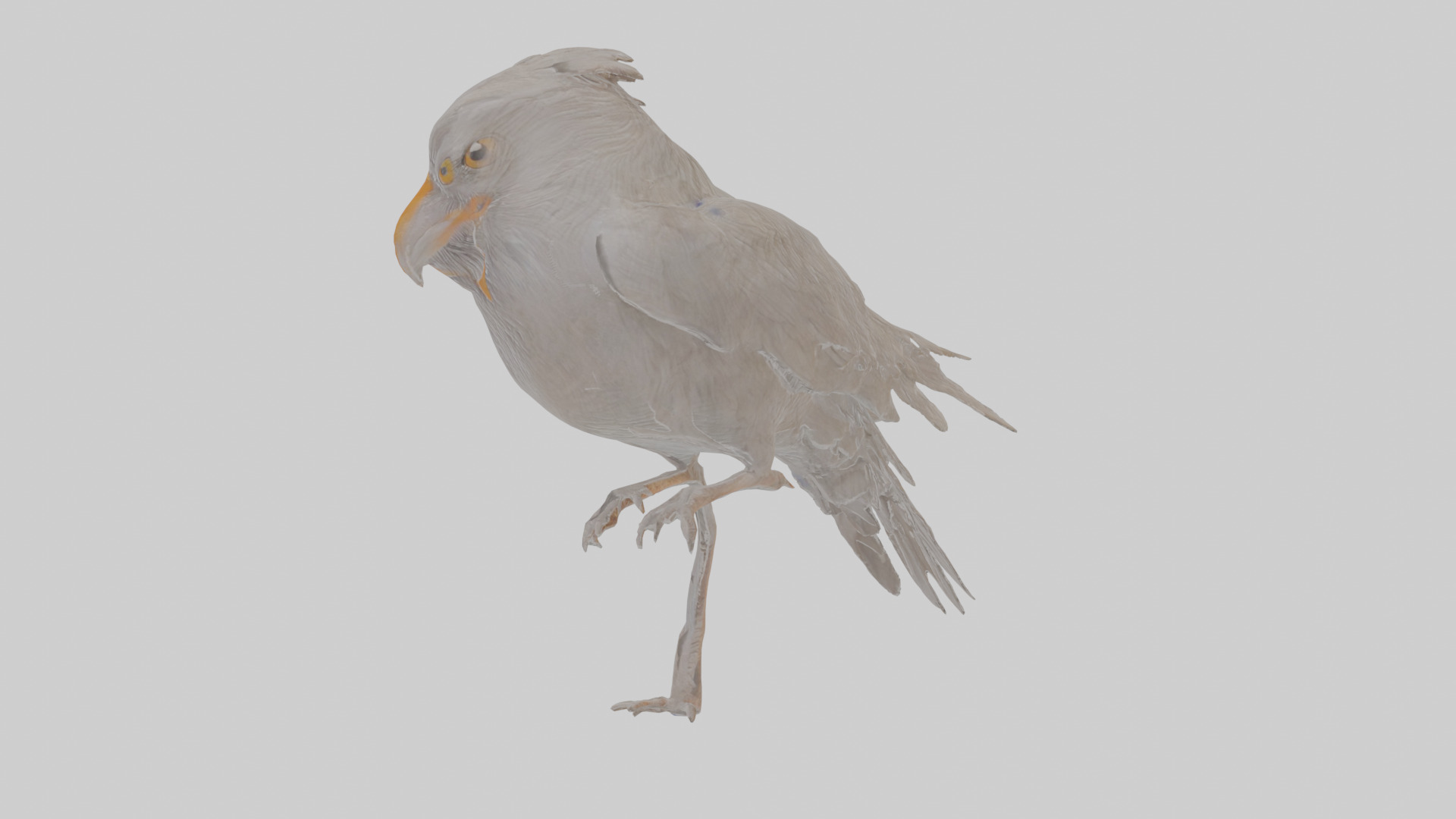 Cartoon Crow Low-poly 3D model_19