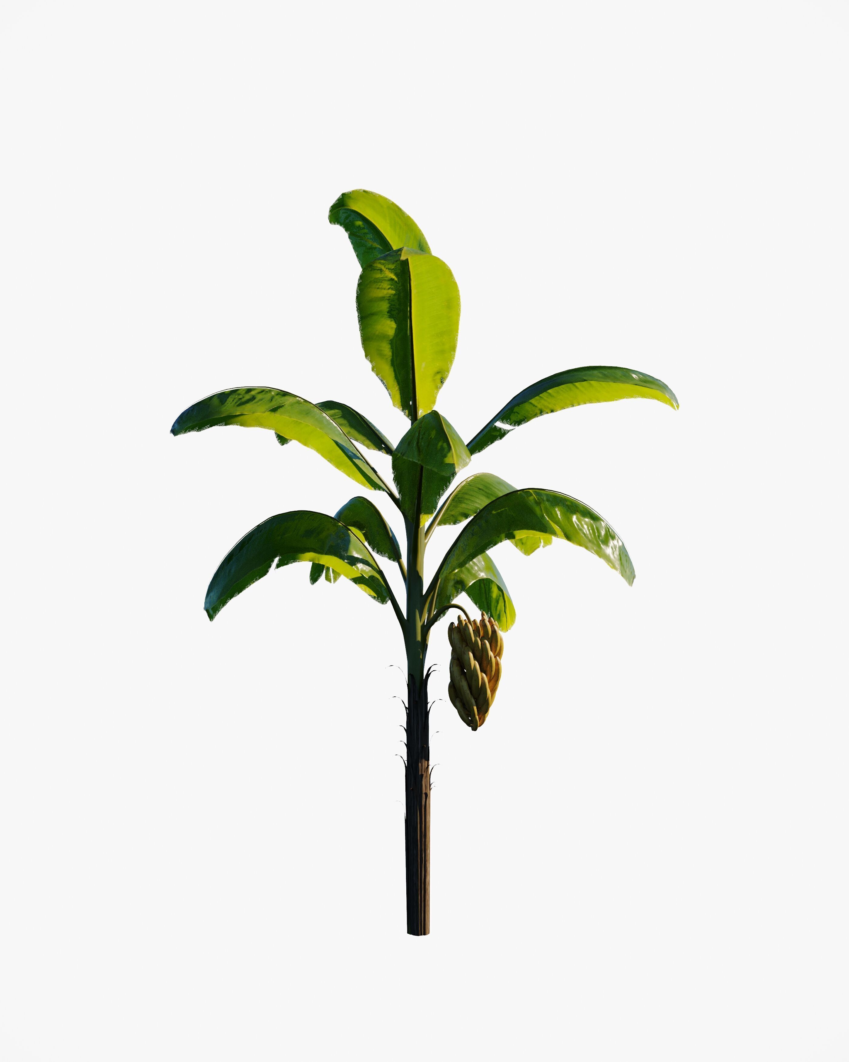 7 animated banana tree set Low-poly 3D model_2