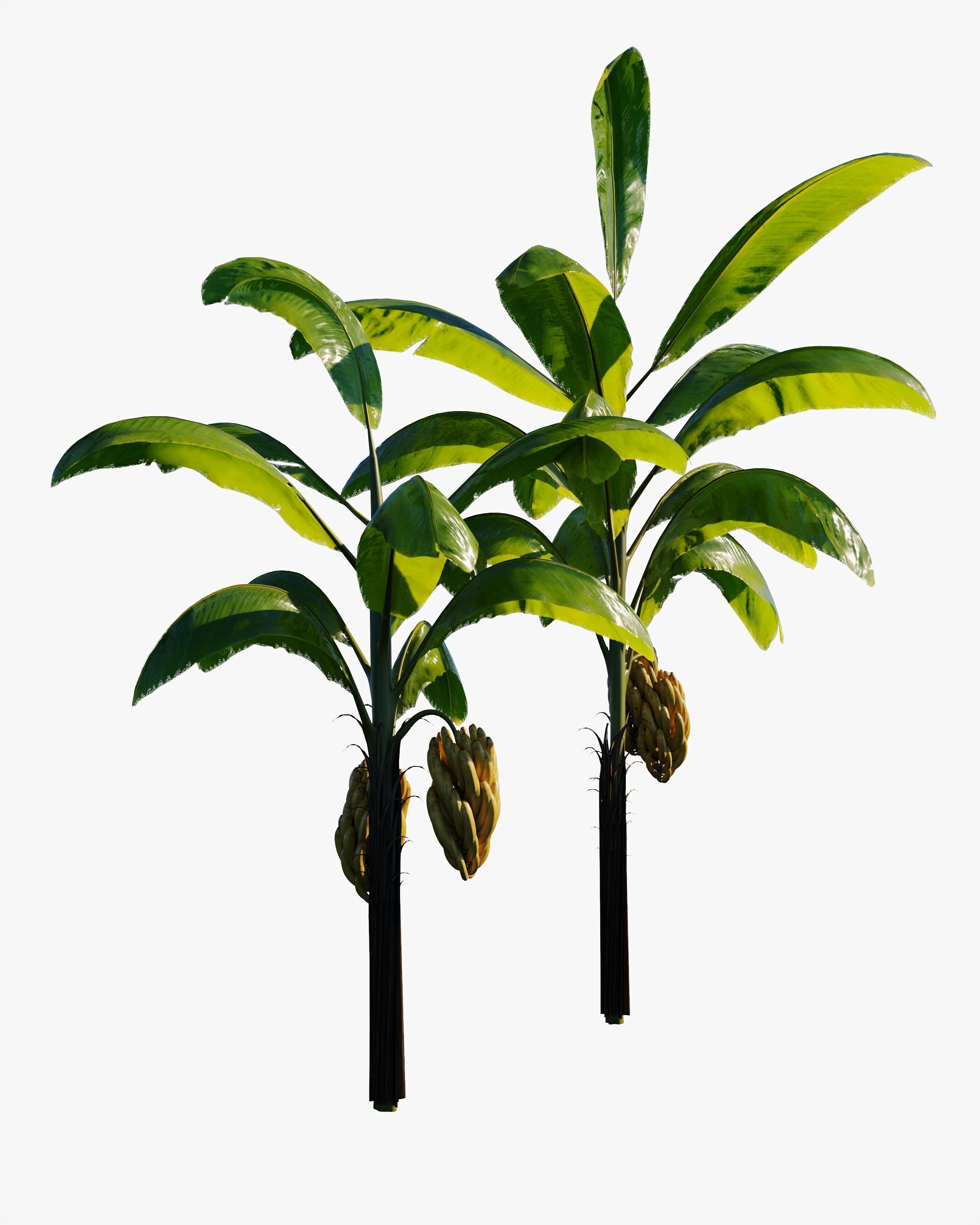 7 animated banana tree set Low-poly 3D model_5