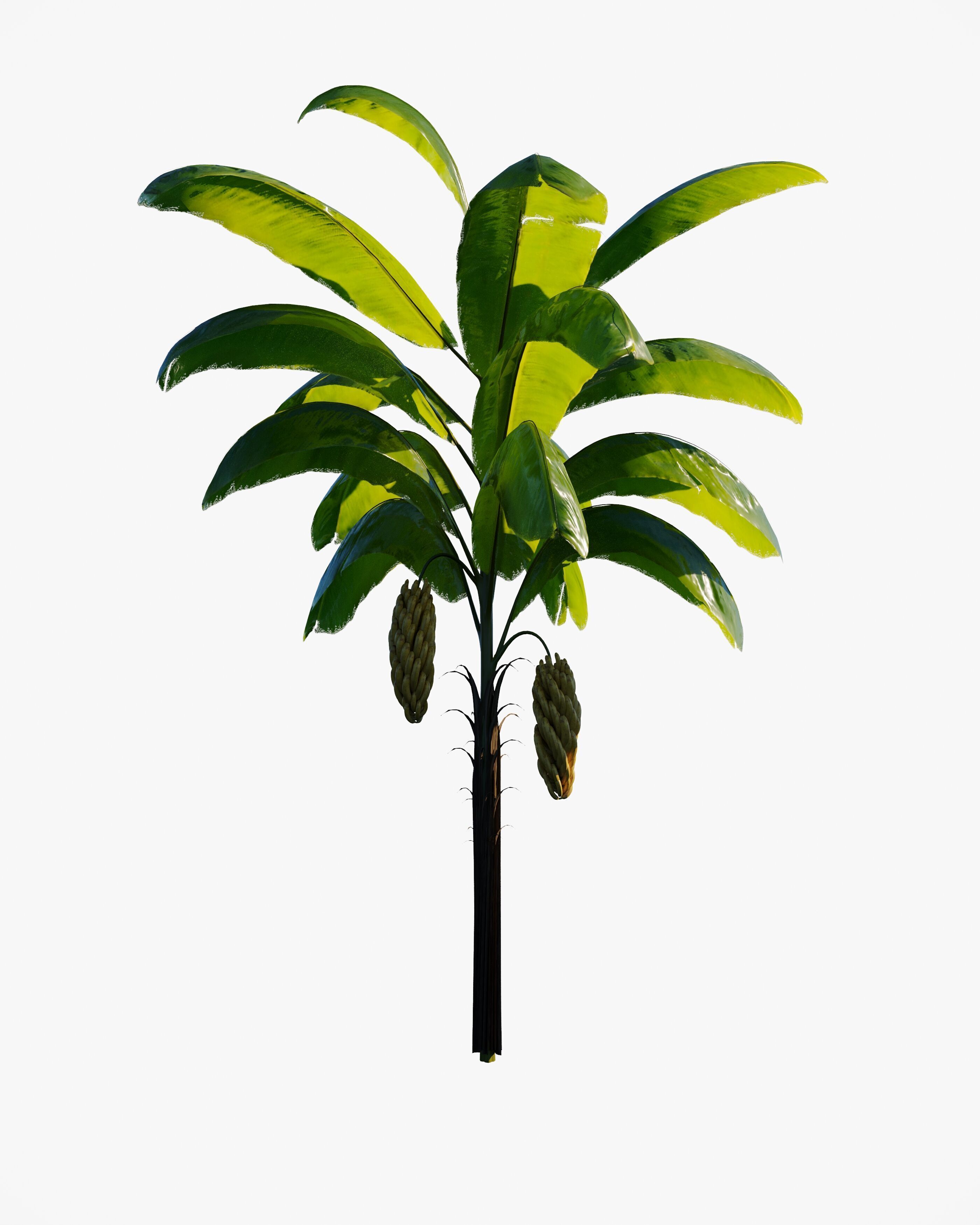 7 animated banana tree set Low-poly 3D model_6