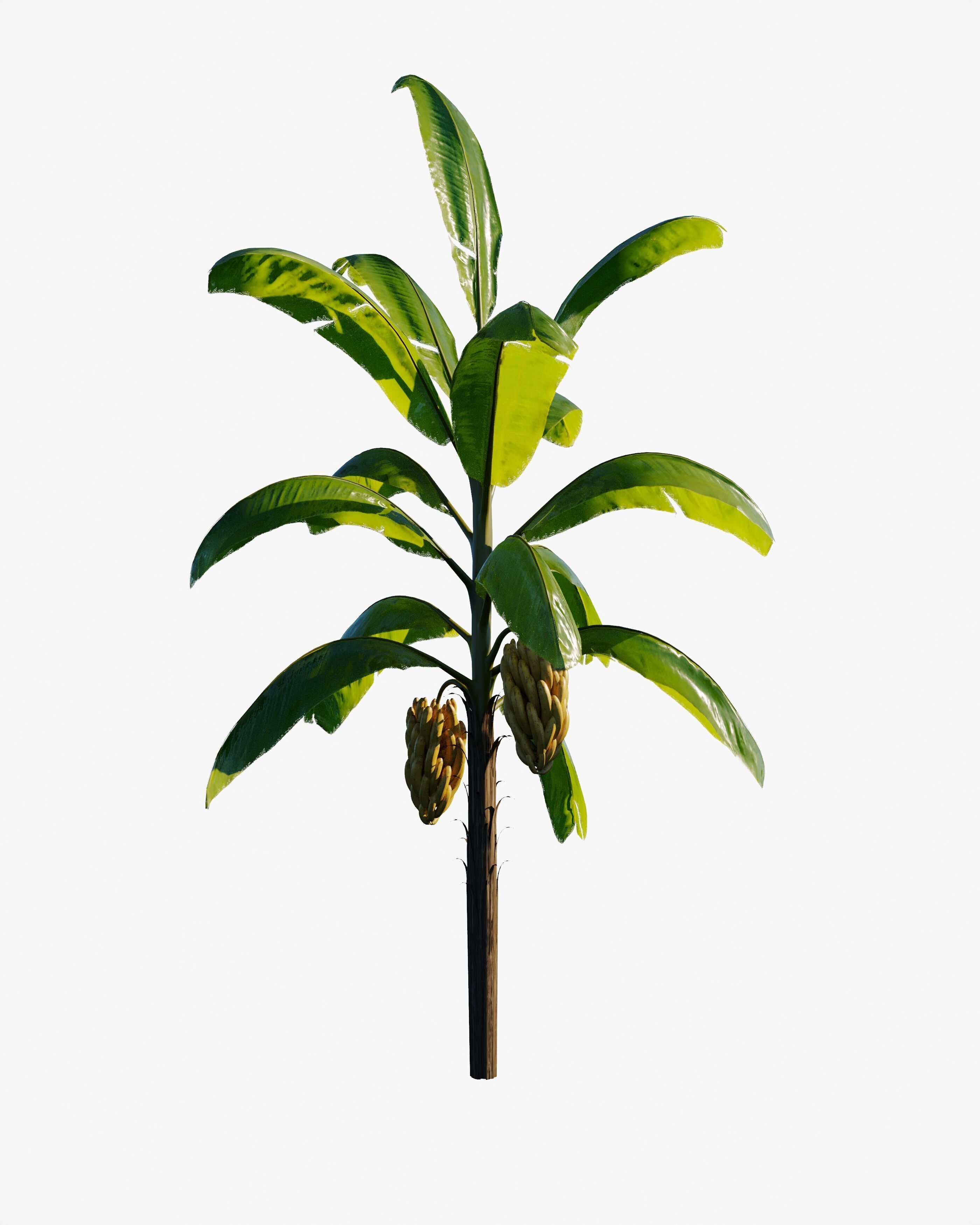 7 animated banana tree set Low-poly 3D model_1