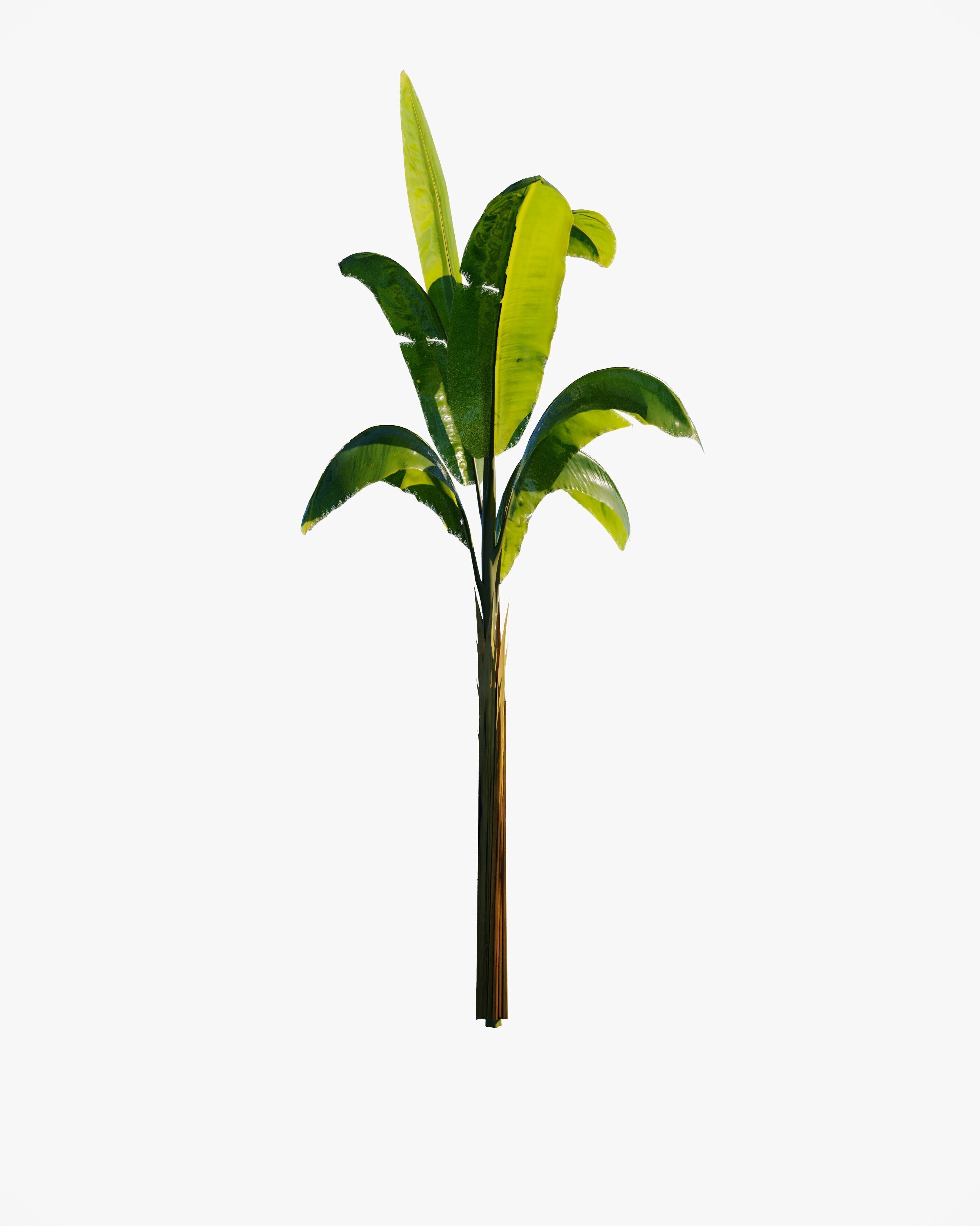 7 animated banana tree set Low-poly 3D model_7