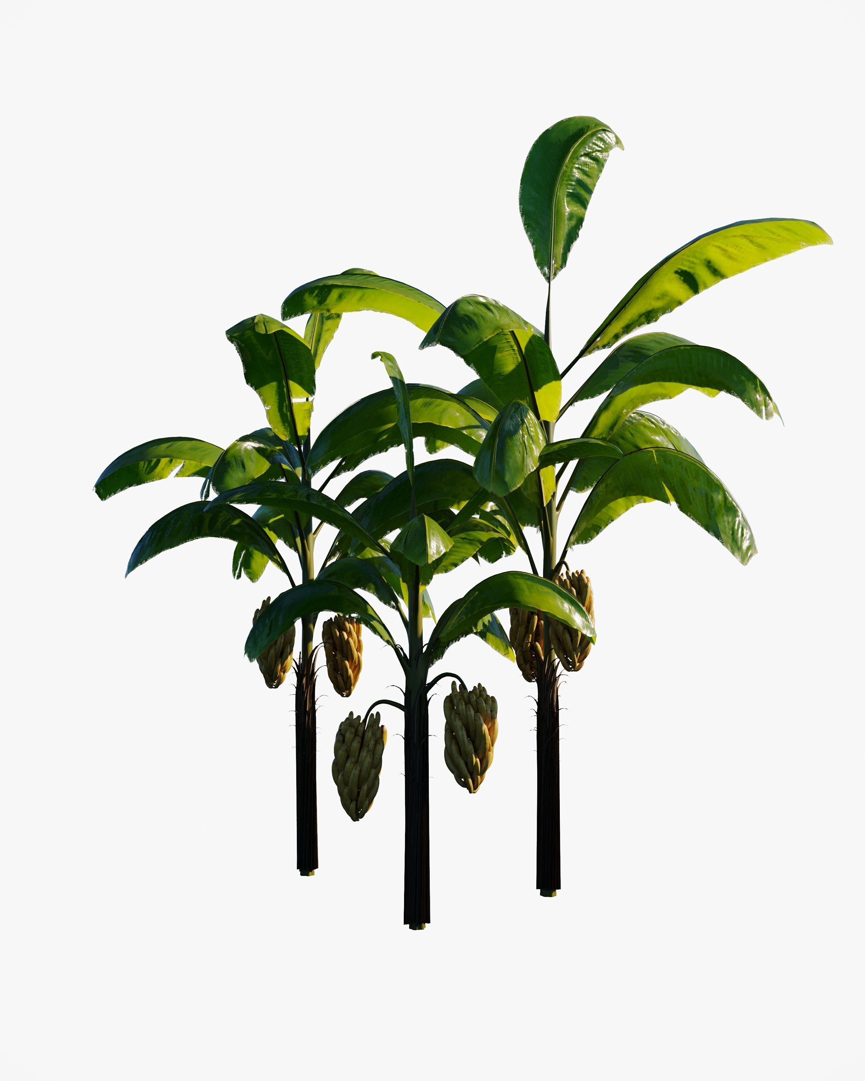 7 animated banana tree set Low-poly 3D model_3