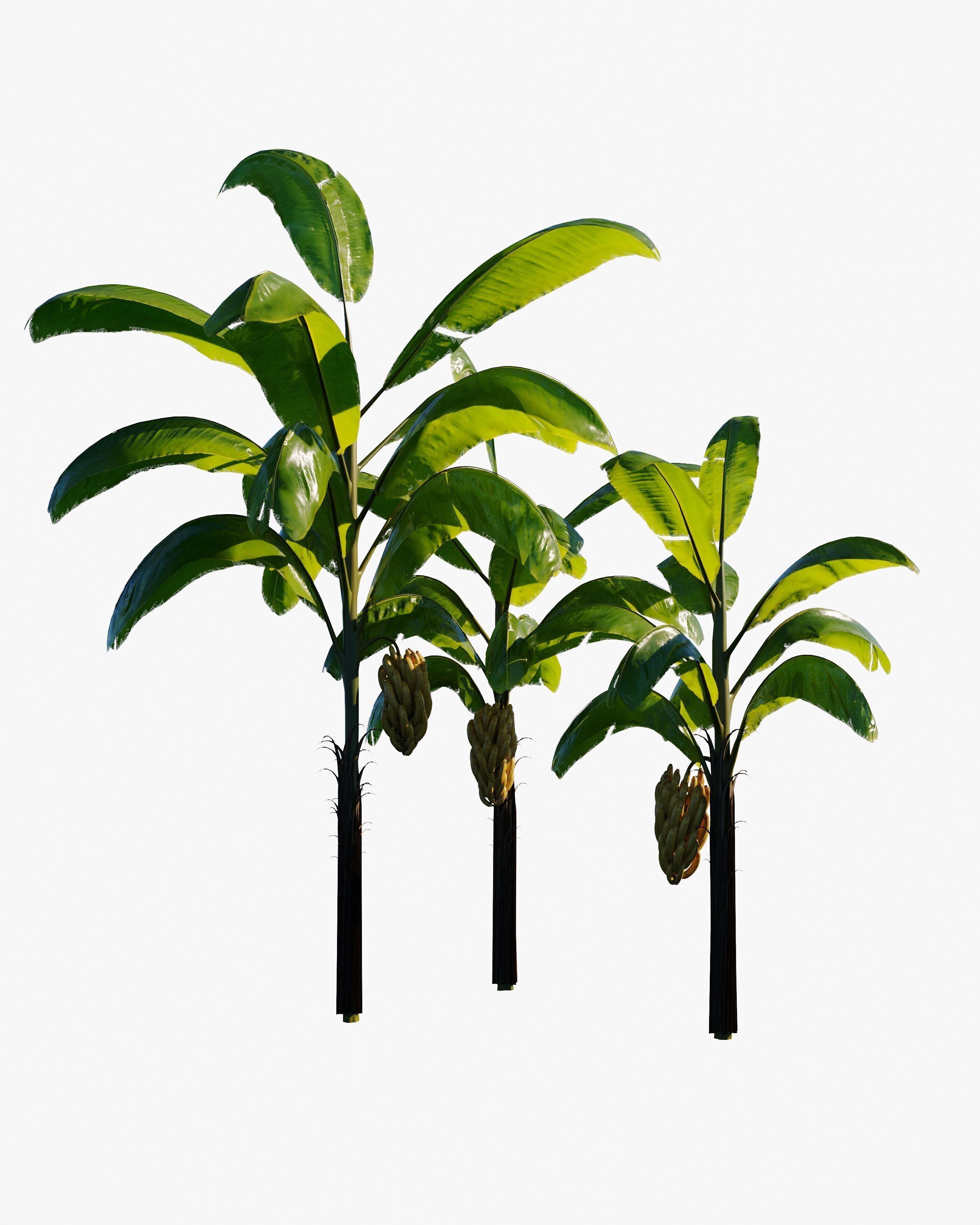 7 animated banana tree set Low-poly 3D model_4