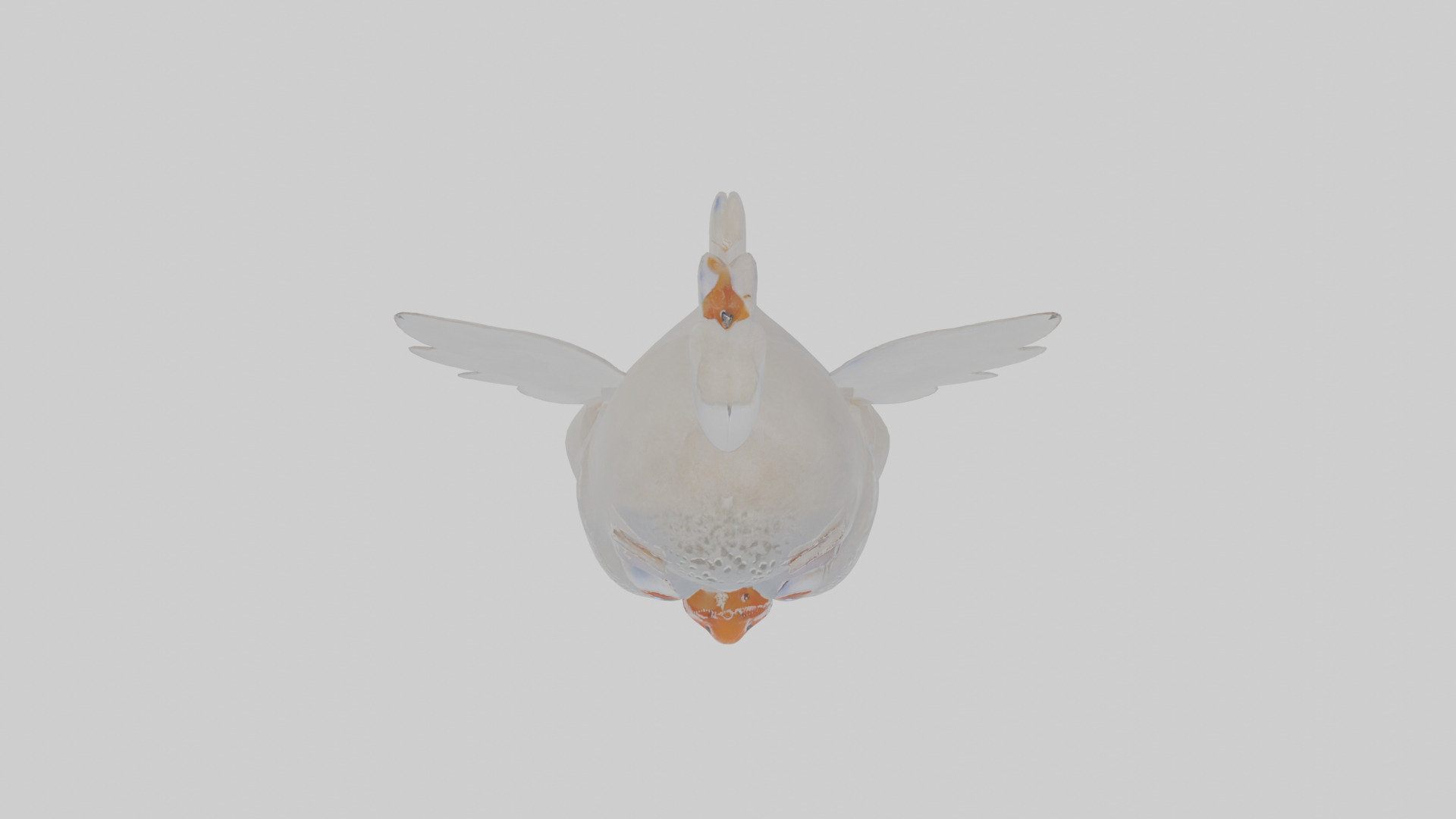 Cartoon Dove Low-poly 3D model_20