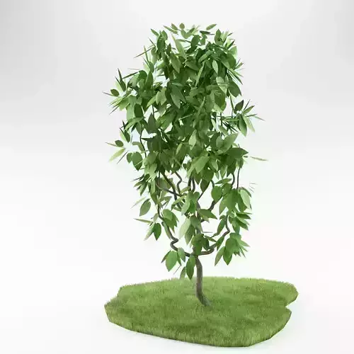 Small tree 01 3D model