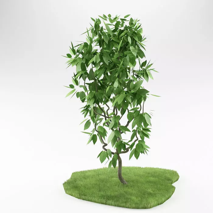 Small tree 01 3D model_0