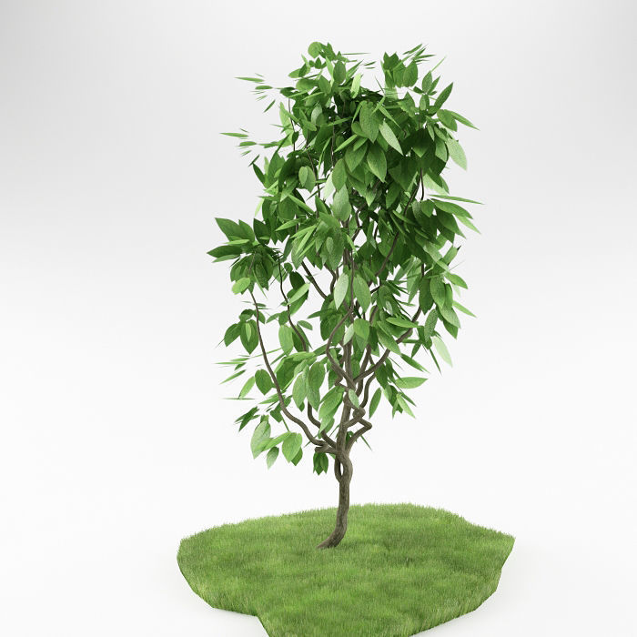 Small tree 01 3D model_2