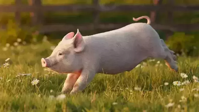 Piggy Blender VFX 3D model  