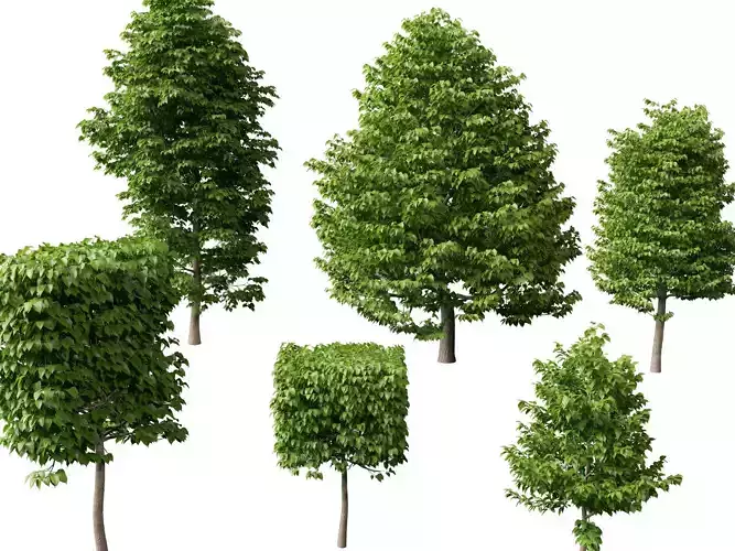 Highpoly Low poly - Tilia Platyphyllos - Large-Leaved Linden