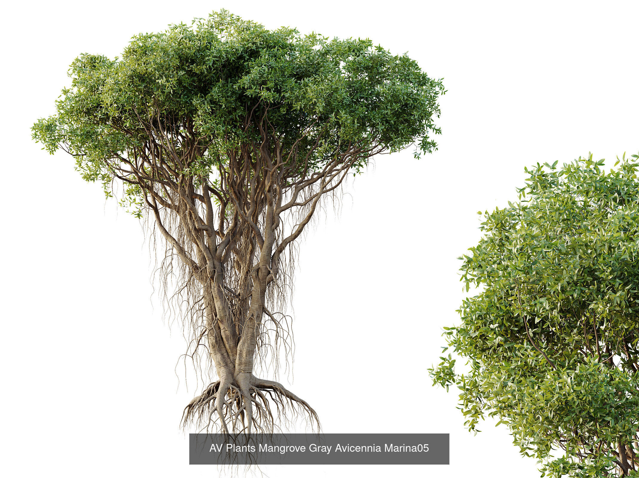 AV 12 Different SETS of Trees Collection _5