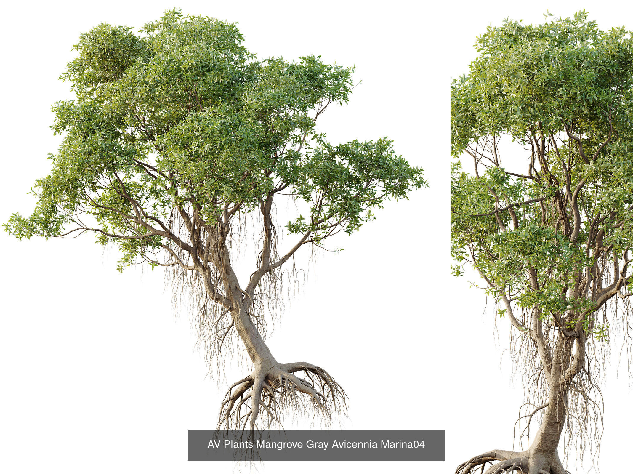 AV 12 Different SETS of Trees Collection _7