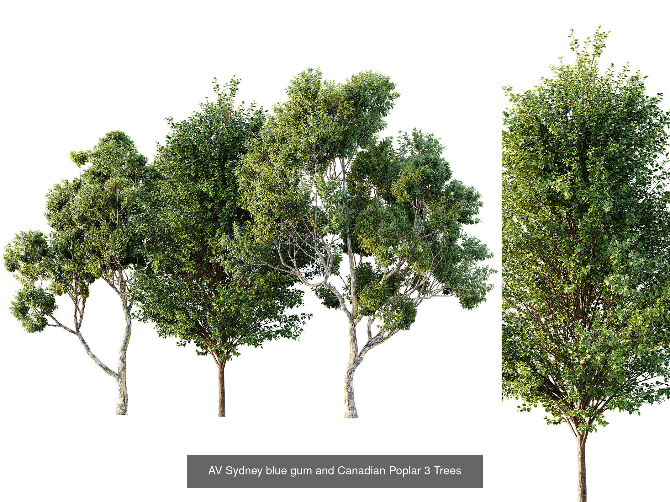 AV 12 Different SETS of Trees Collection _11