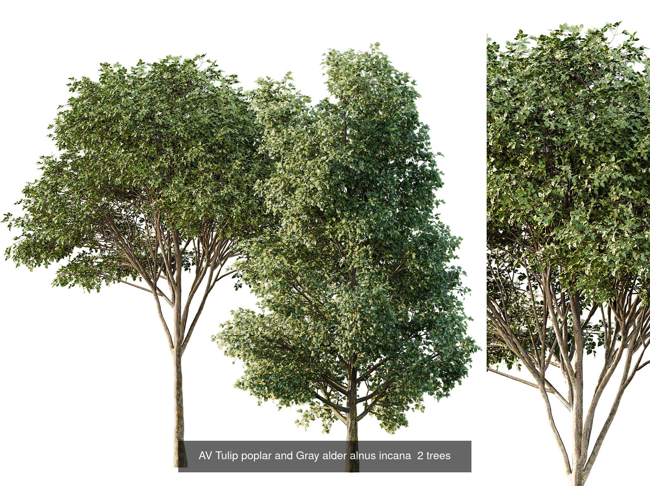 AV 12 Different SETS of Trees Collection _13