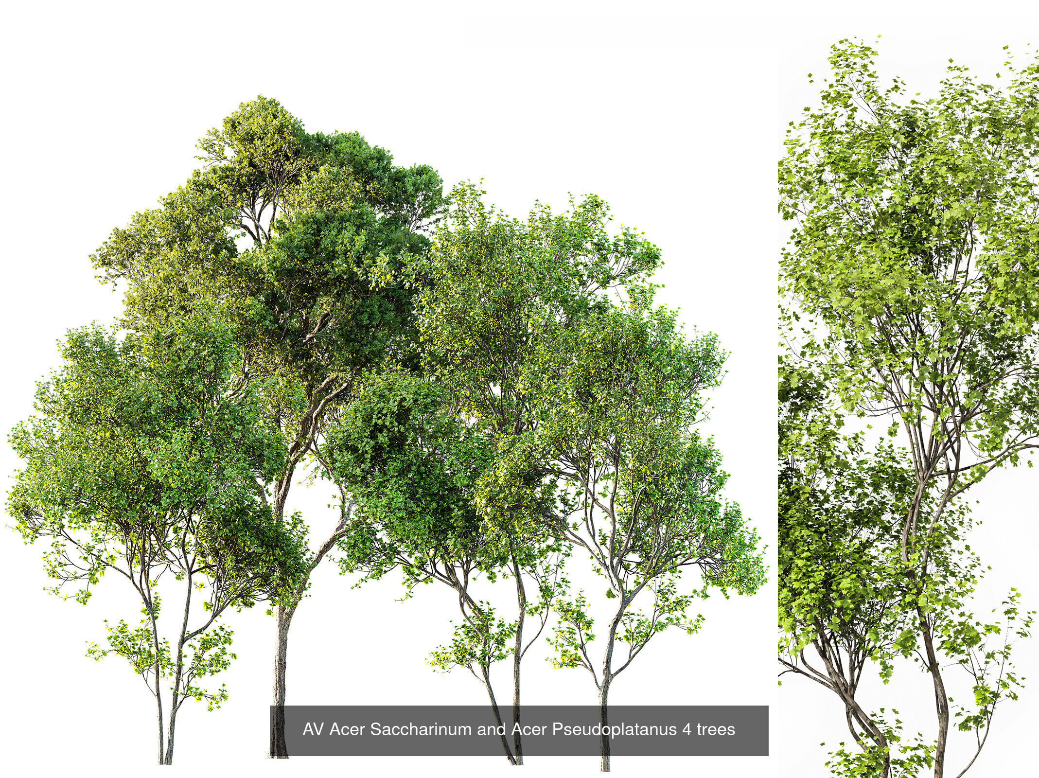 AV 12 Different SETS of Trees Collection _10