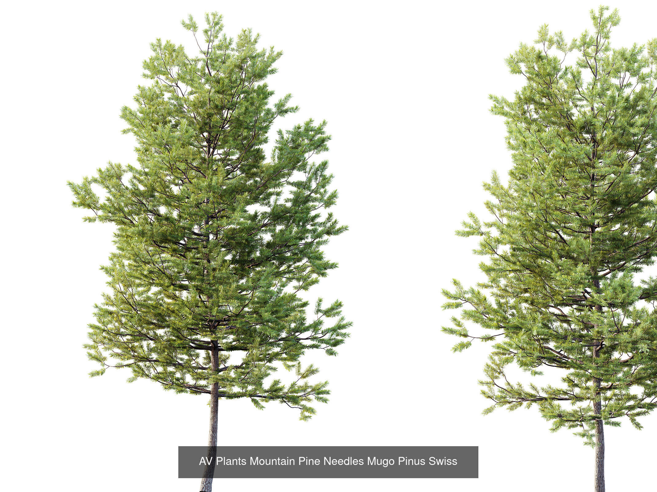 AV 12 Different SETS of Trees Collection _8