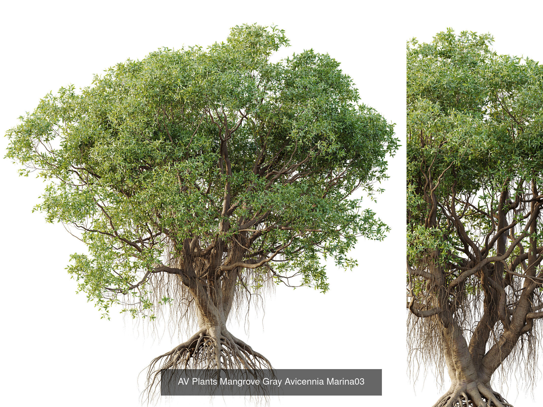 AV 12 Different SETS of Trees Collection _3