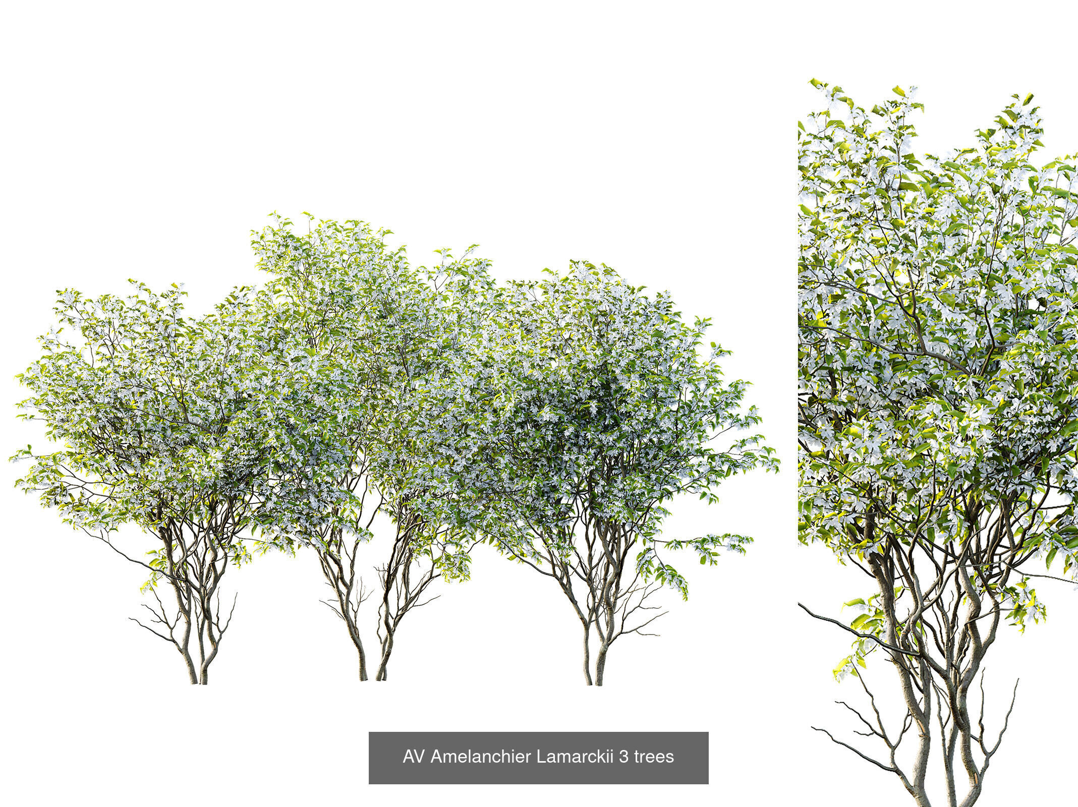 AV 12 Different SETS of Trees Collection _12