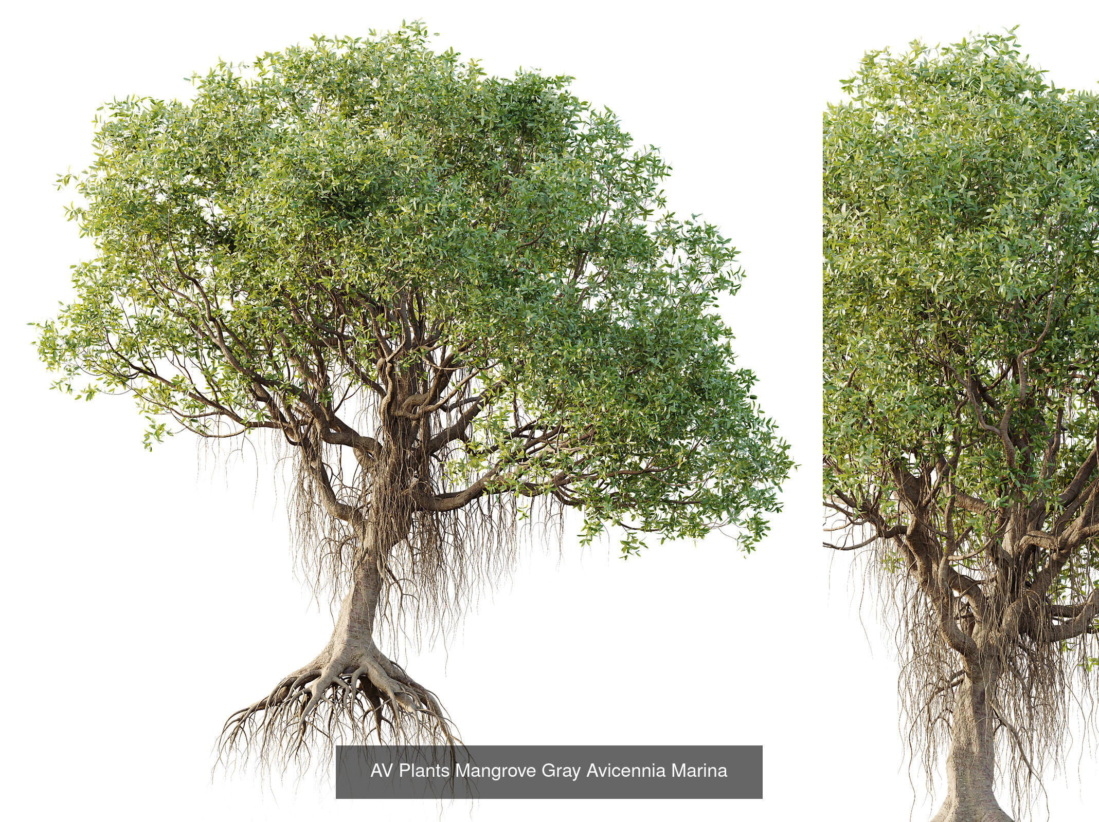 AV 12 Different SETS of Trees Collection _6