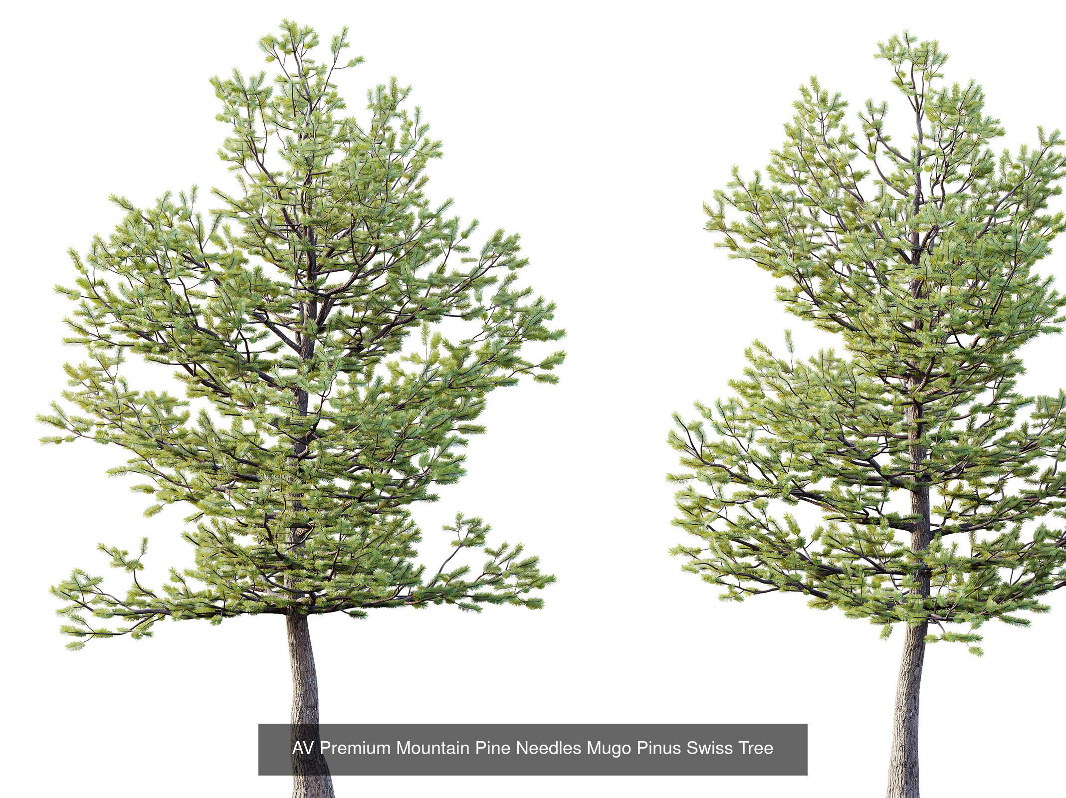 AV 12 Different SETS of Trees Collection _9