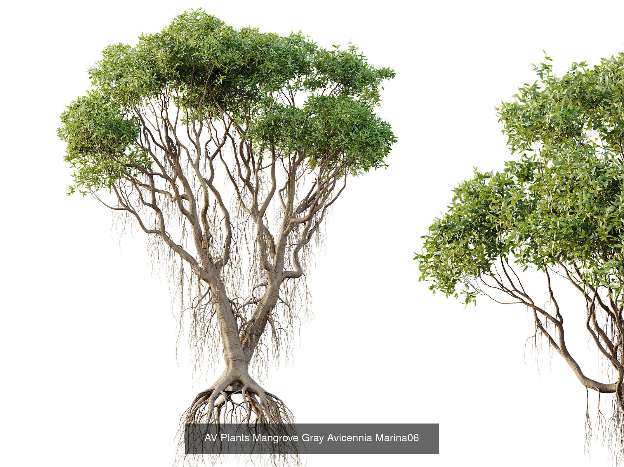 AV 12 Different SETS of Trees Collection _4