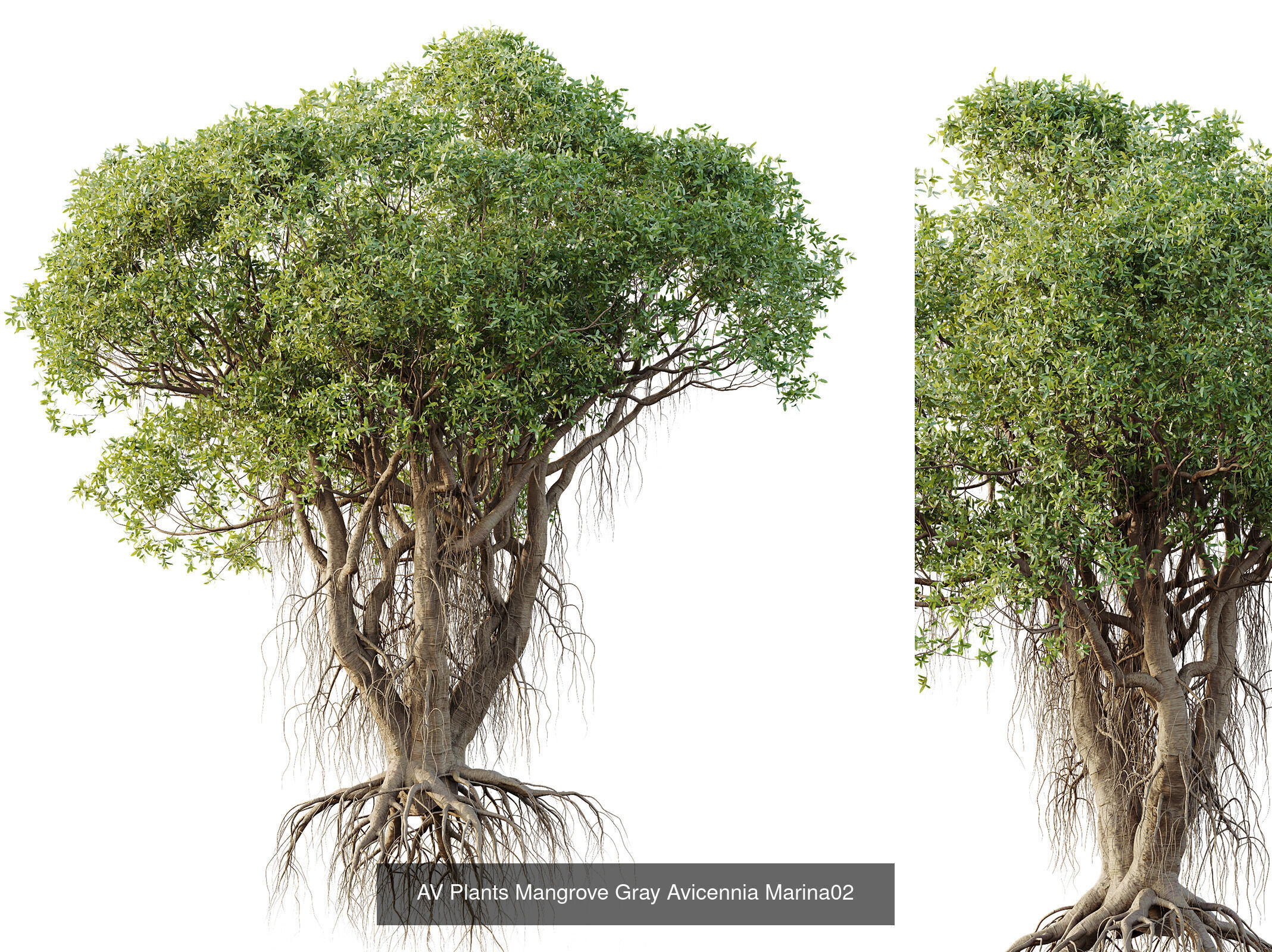 AV 12 Different SETS of Trees Collection _2