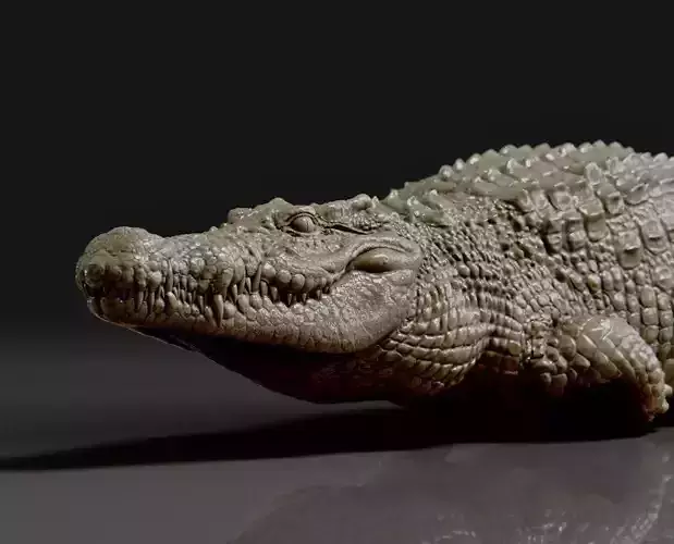 crocodile 3D print model