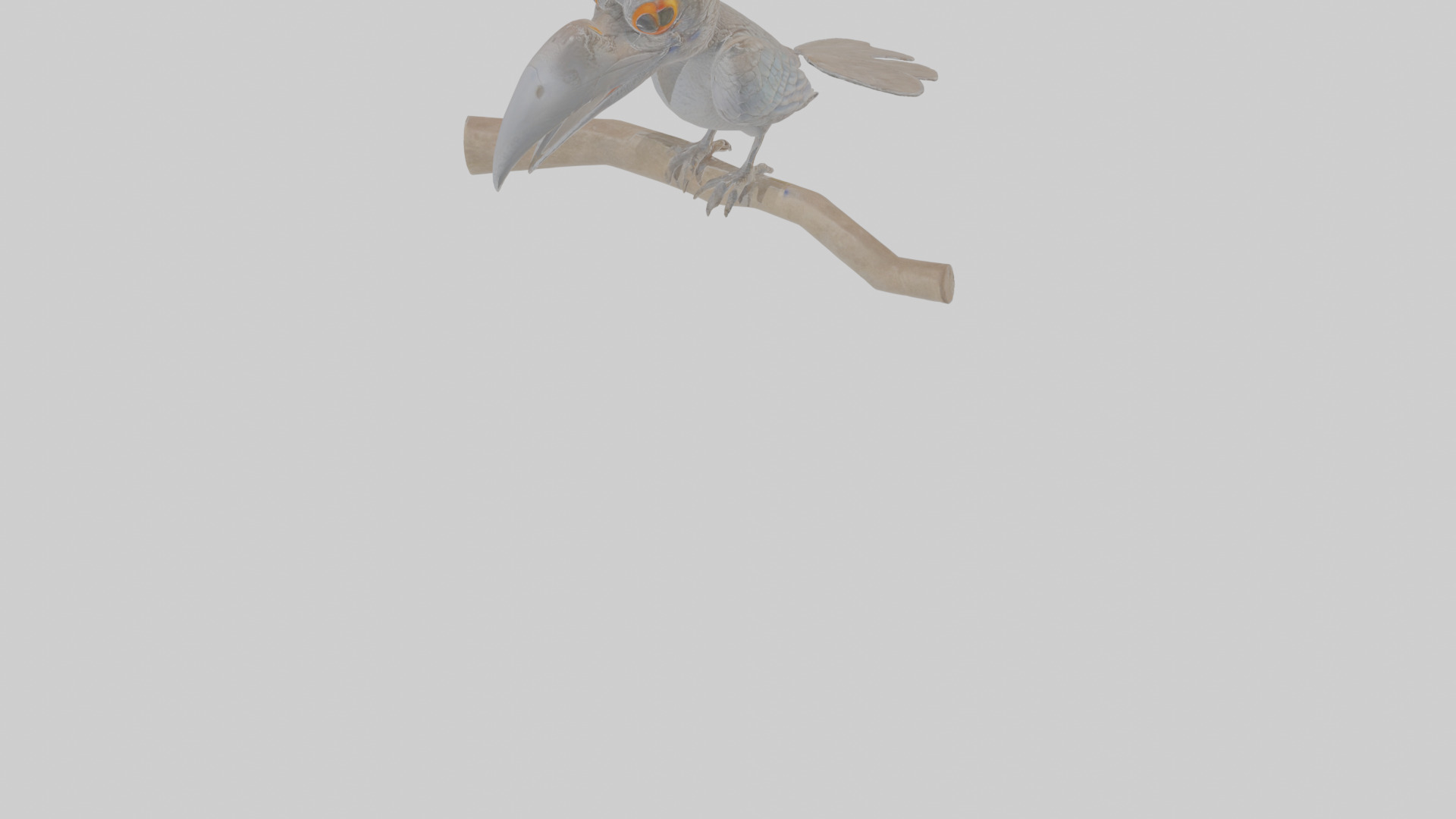 Cartoon Drongo Low-poly 3D model_9