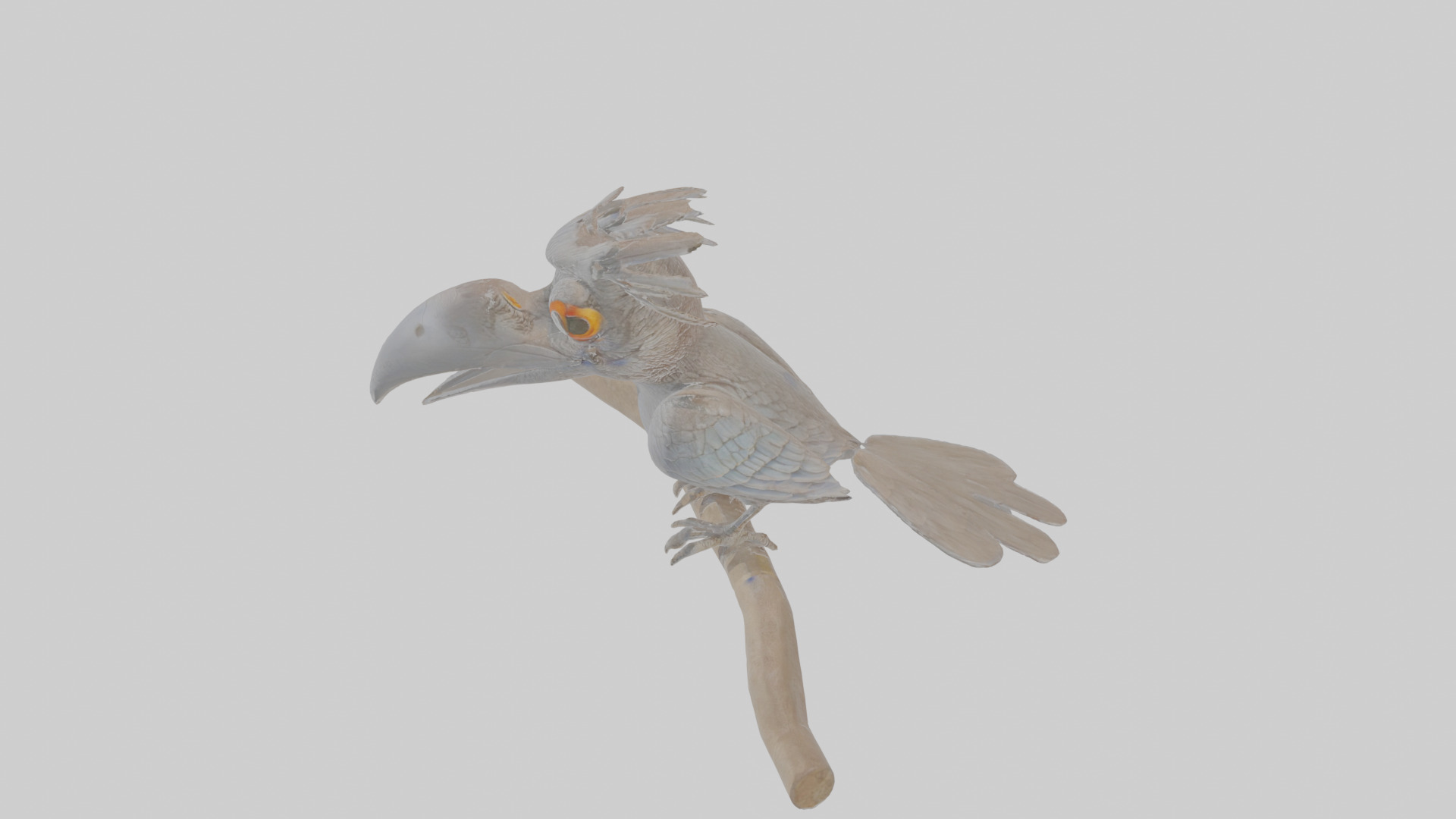 Cartoon Drongo Low-poly 3D model_26