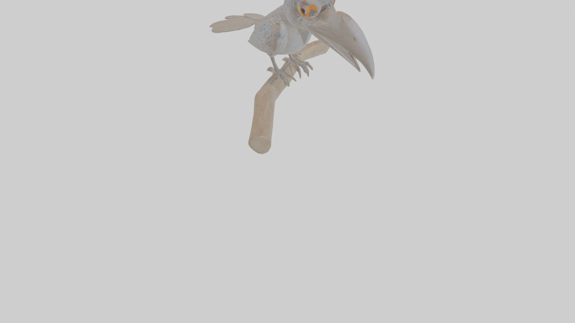Cartoon Drongo Low-poly 3D model_10
