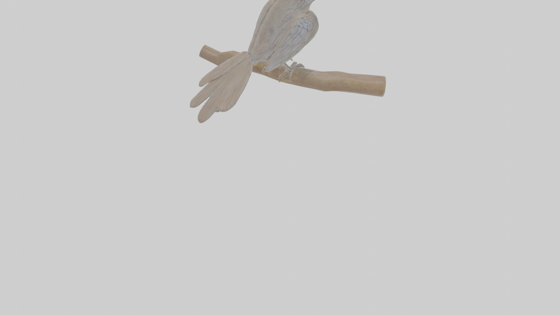 Cartoon Drongo Low-poly 3D model_8