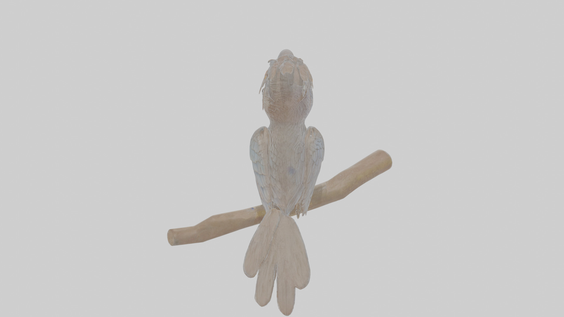 Cartoon Drongo Low-poly 3D model_23