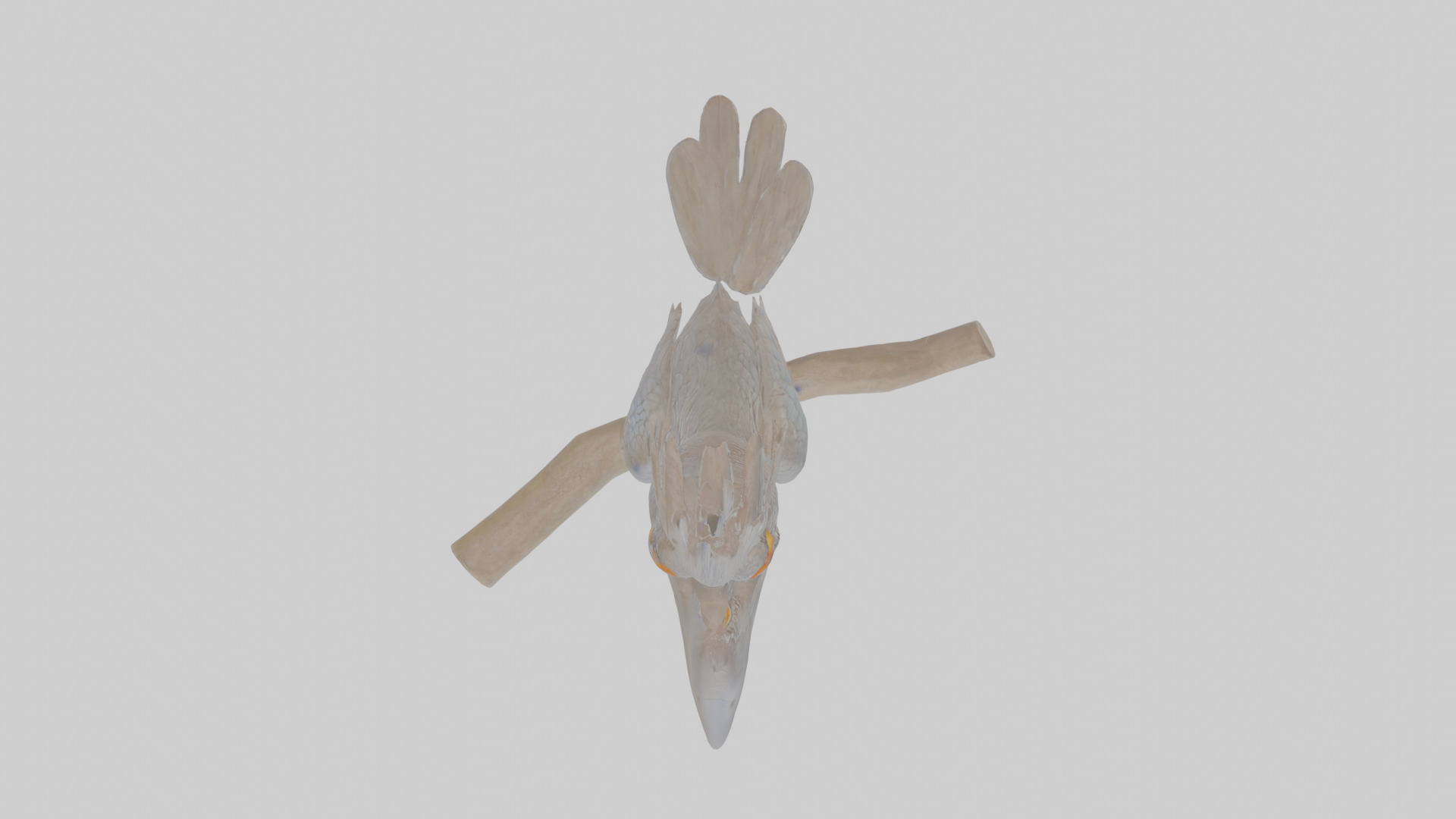 Cartoon Drongo Low-poly 3D model_21