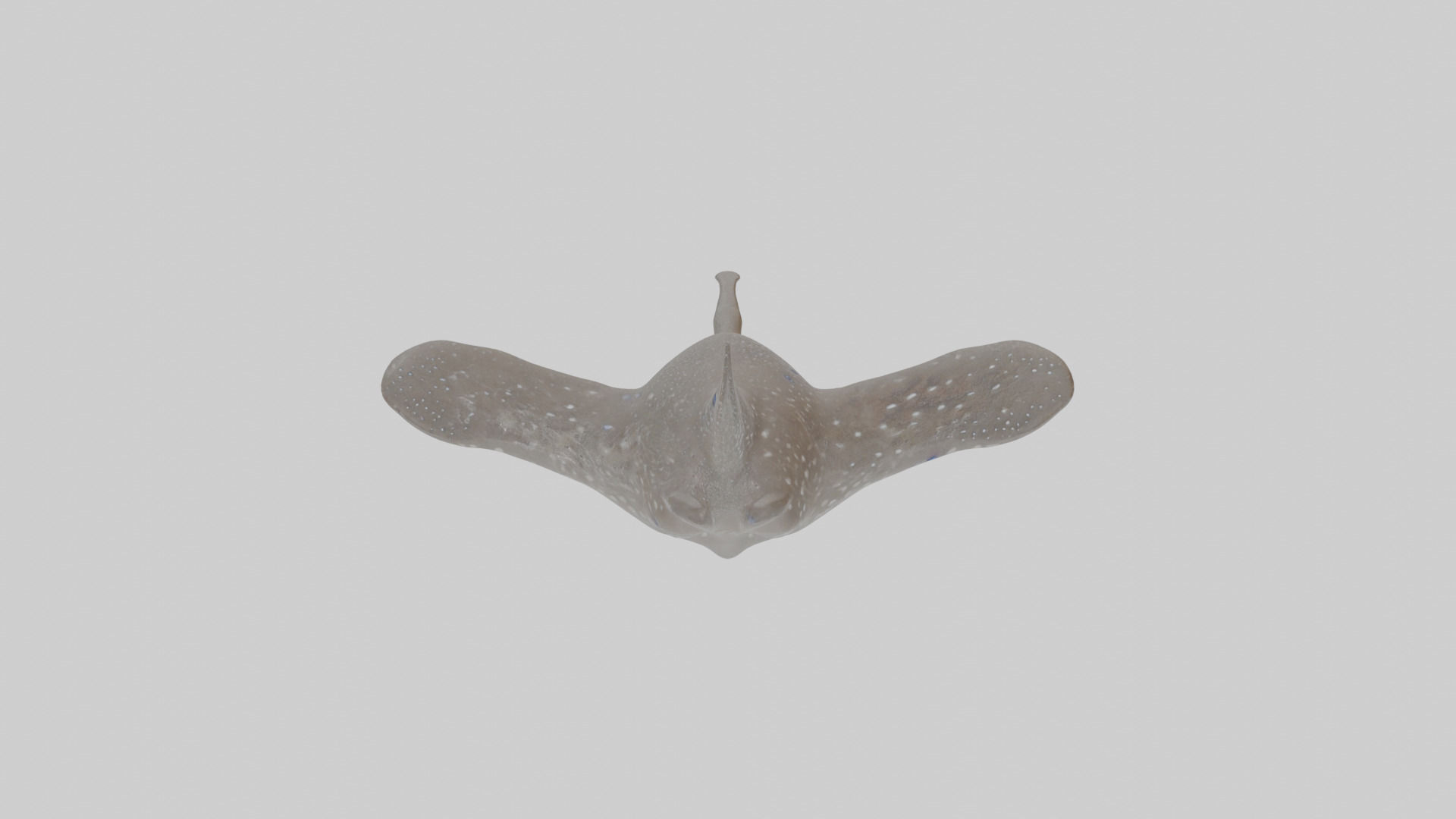 Cartoon Eagle Ray Low-poly 3D model_23