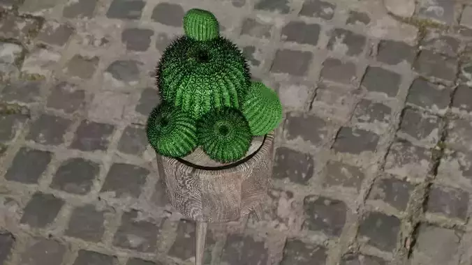 Cactus plant 3D model  3D model