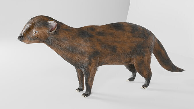 mangus 3d Low-poly 3D model