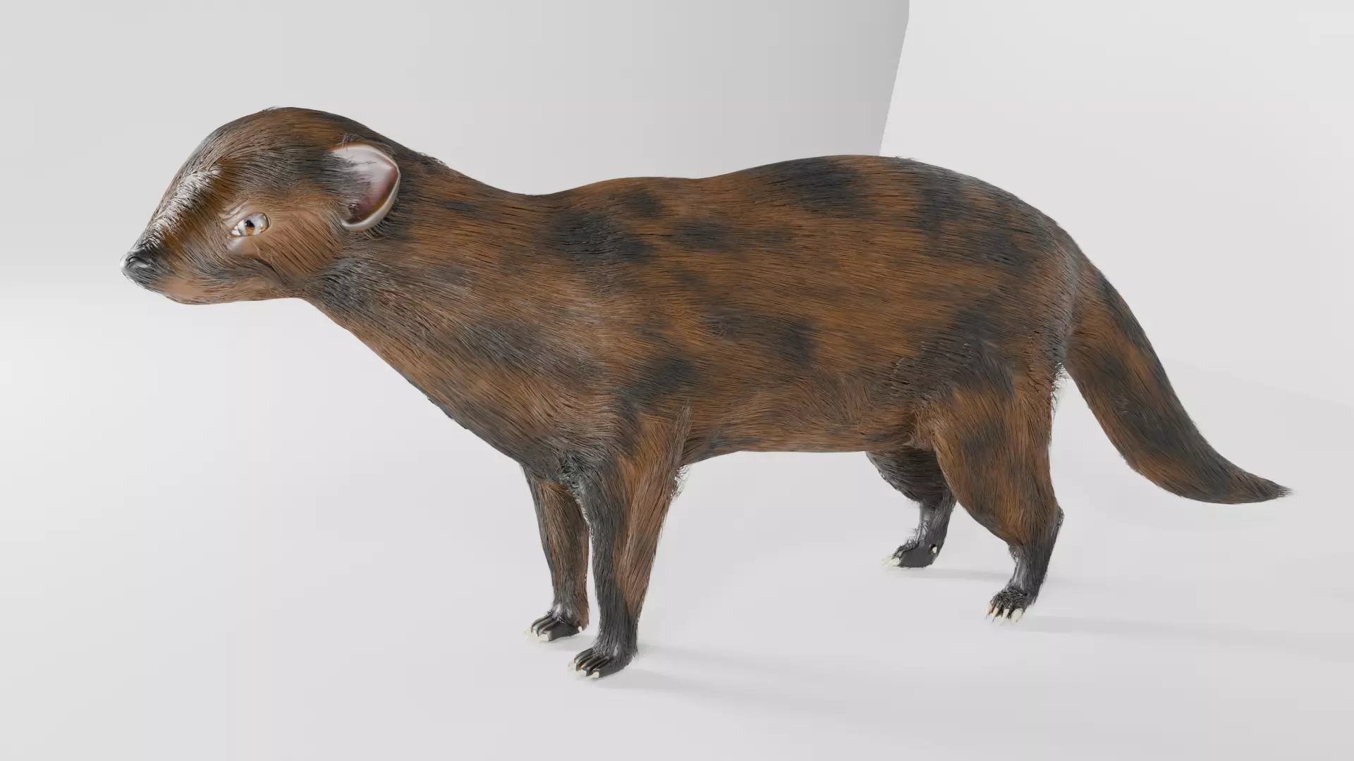 mangus 3d Low-poly 3D model_0