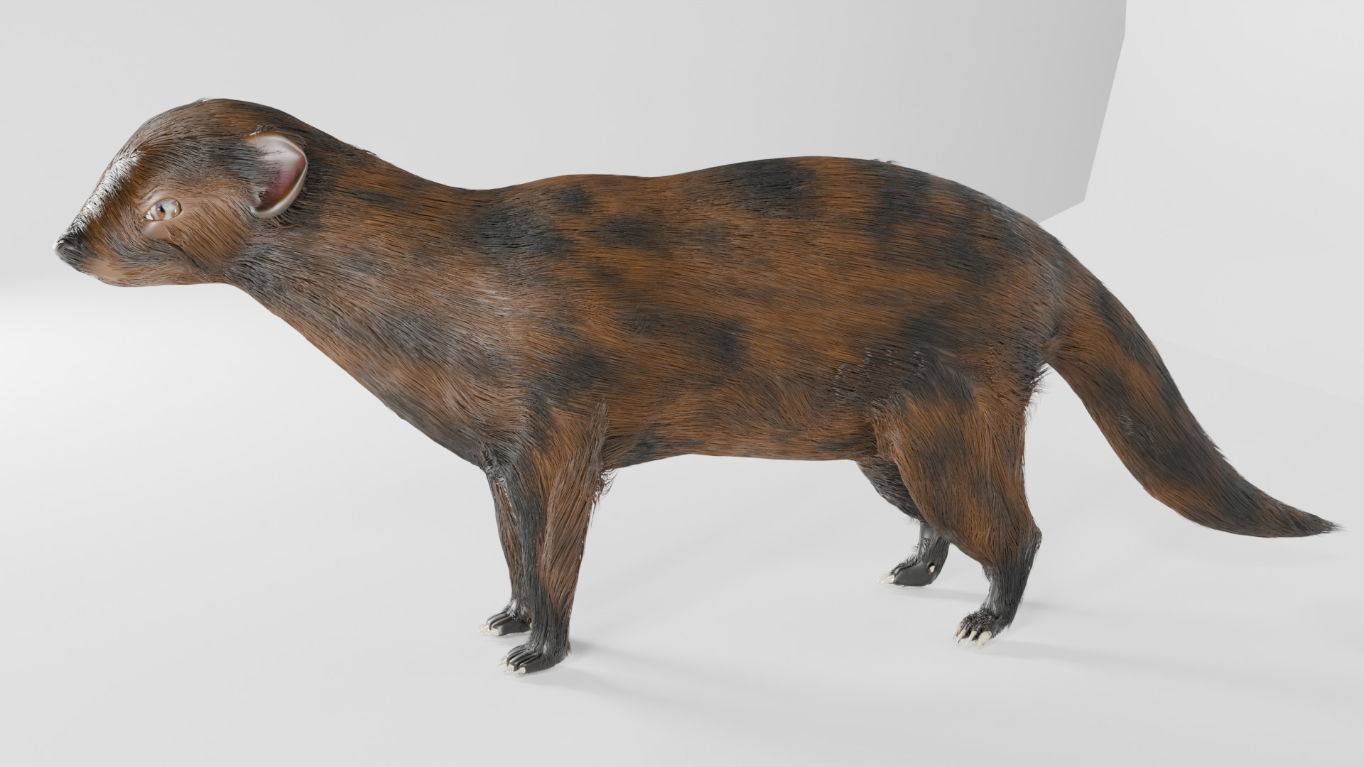 mangus 3d Low-poly 3D model_2