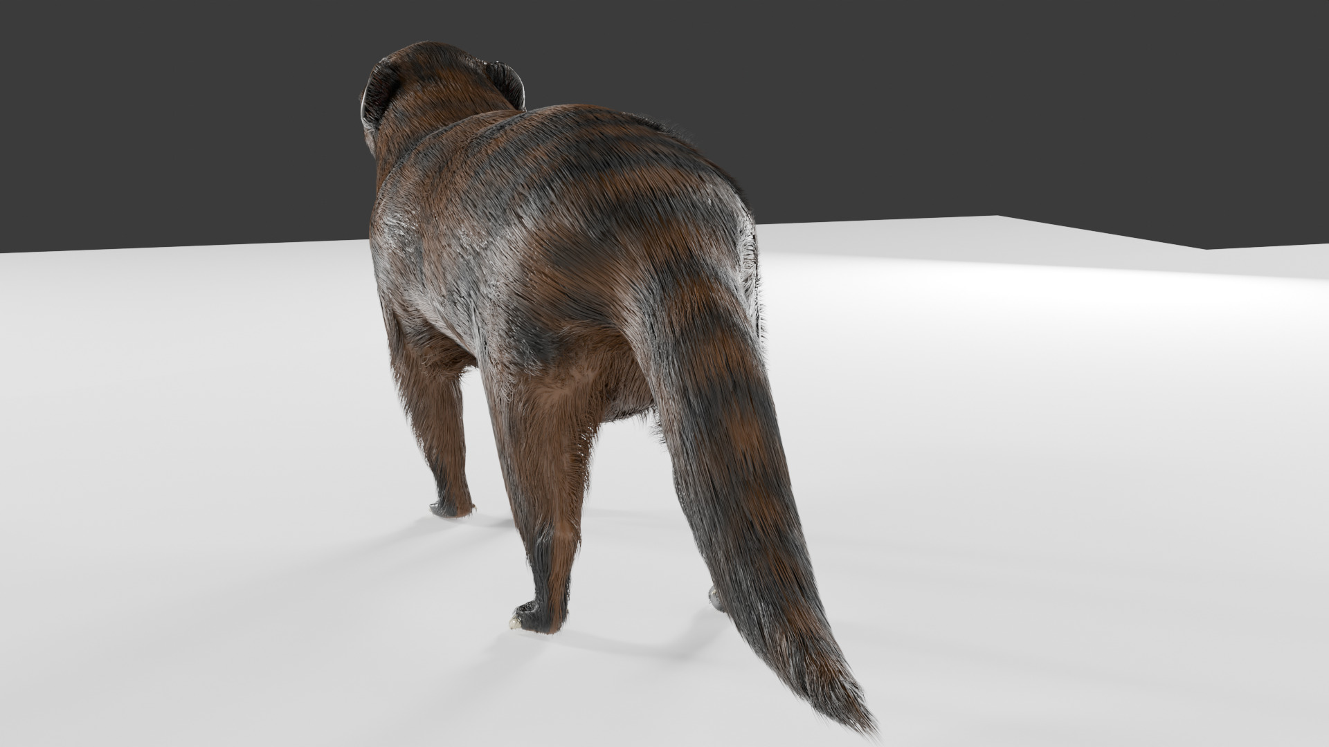 mangus 3d Low-poly 3D model_4